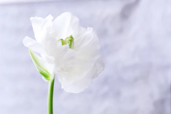 Färska tulip på grå bakgrund — Stockfoto