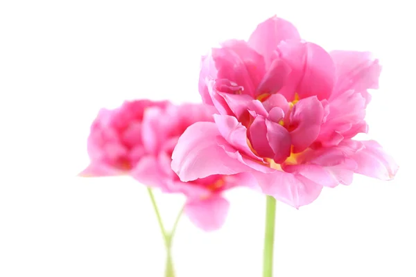 Tulipes roses isolées sur blanc — Photo