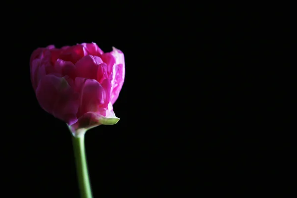 Свіжий тюльпан на чорному тлі — стокове фото