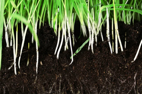 Rebanada de hierba verde con raíces en el suelo de cerca — Foto de Stock