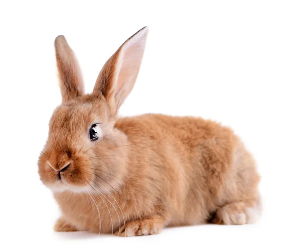 Küçük tavşan üzerinde beyaz izole — Stok fotoğraf