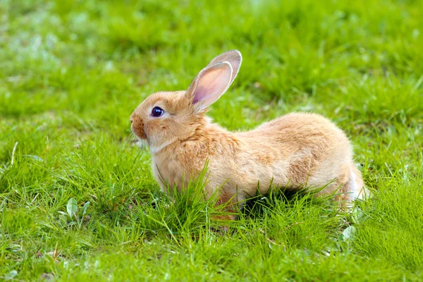 Kleine konijn in gras close-up — Stockfoto