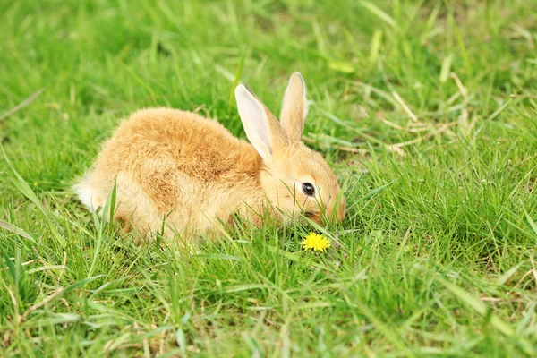 잔디 클로즈업에 작은 토끼 — 스톡 사진