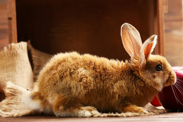 小兔子木制背景 — 图库照片