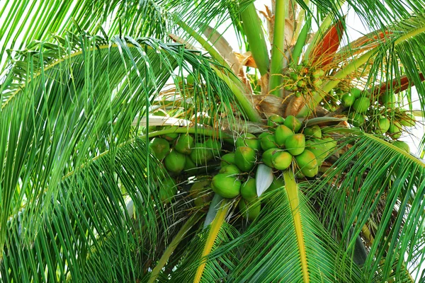 Zöld levelei egzotikus pálmafák — Stock Fotó