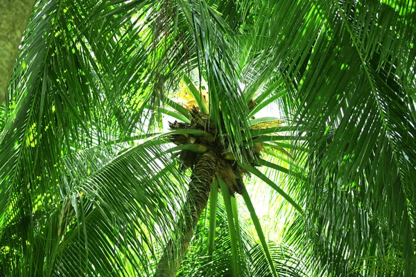 Hojas verdes de palmeras exóticas — Foto de Stock