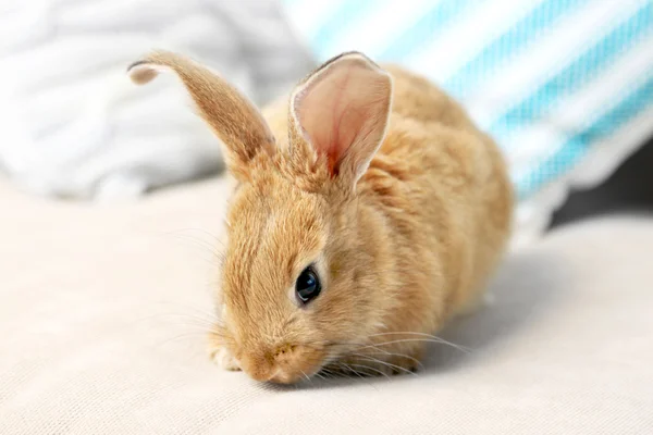 Niedliches Kaninchen auf dem Sofa, Nahaufnahme — Stockfoto