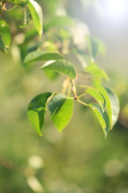 Güzel ağaç dal güneş ışınları ile