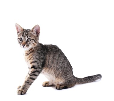 Beyaz tenli şirin kedi yavrusu.