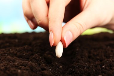 Hand planting white bean seed clipart