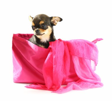 Beyaz izole kadın renk çanta içinde oturan sevimli chihuahua köpek yavrusu