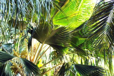 Tatil, closeup egzotik bitki