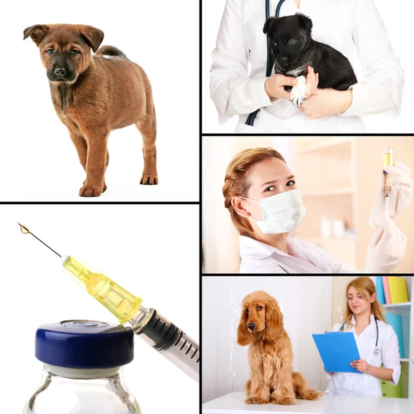 Vaccination et traitement des animaux, collage — Photo