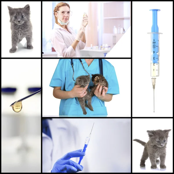 Vacunación y tratamiento de animales, collage —  Fotos de Stock
