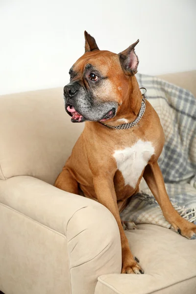 Lindo perro sentado en el sofá, en el fondo interior de casa — Foto de Stock