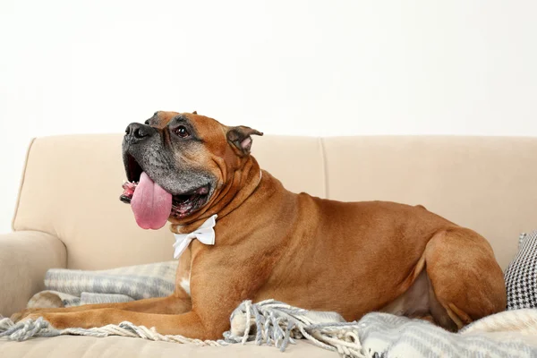 Anjing lucu duduk di sofa, di latar belakang interior rumah — Stok Foto