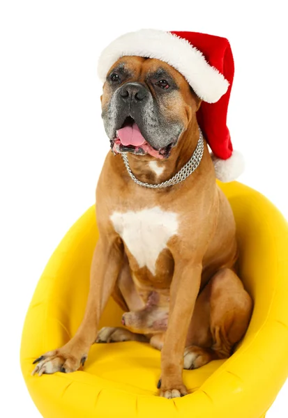 Симпатична собака в різдвяній шапці, сидячи в жовтому кріслі ізольовані на білому тлі — стокове фото