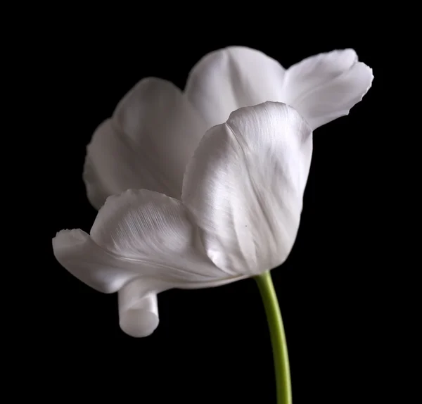 Bela tulipa branca no fundo preto — Fotografia de Stock