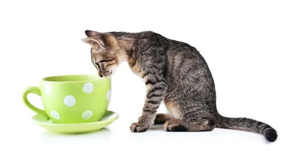 Niedliches Kätzchen mit Tasse — Stockfoto
