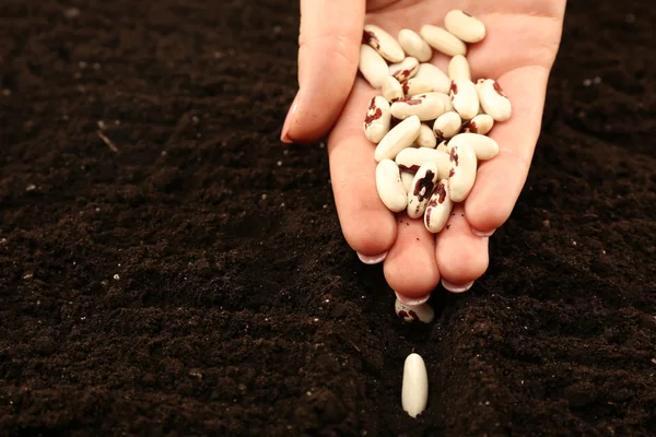 Ręka sadzenia nasion fasoli białej — Zdjęcie stockowe