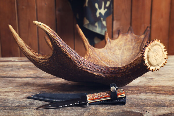 Moose antler with hunting knives