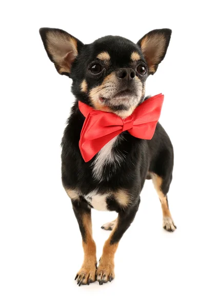 Cute chihuahua puppy in red bow tie isolated on white — Stock Photo, Image