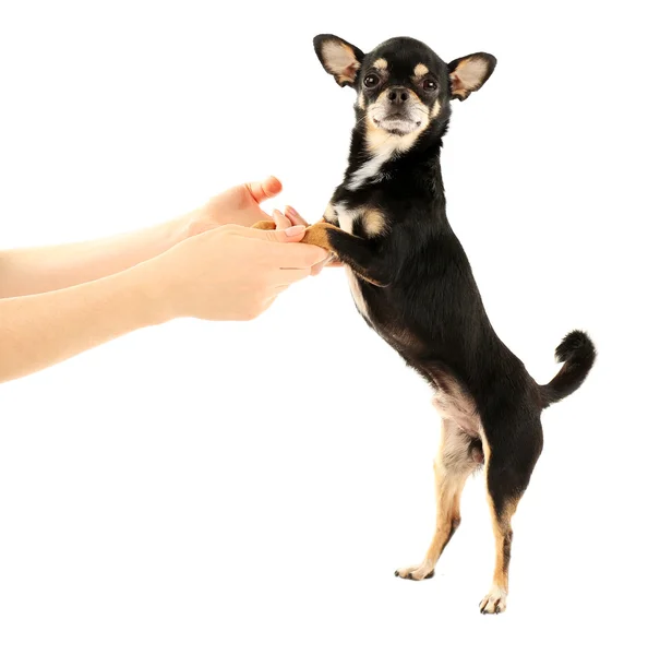 Cute chihuahua puppy isolated on white — Stock Photo, Image