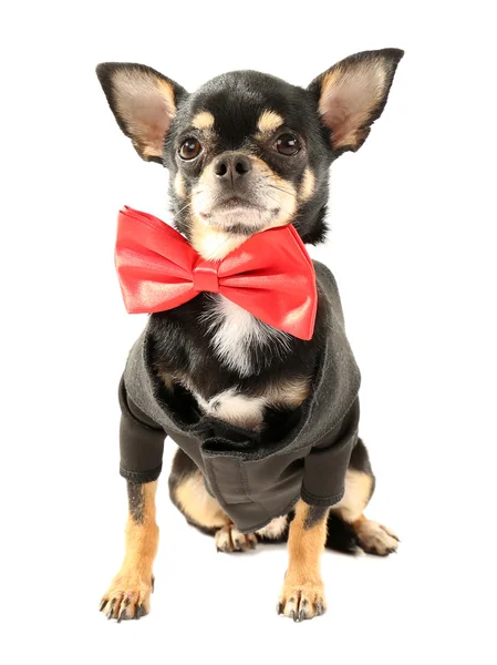 Cute chihuahua puppy in red bow tie isolated on white — Stock Photo, Image