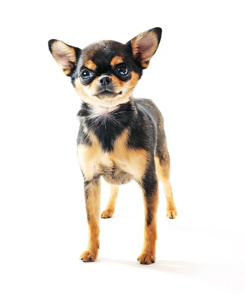 Chihuahua χαριτωμένο κουτάβι που απομονώνονται σε λευκό — 图库照片