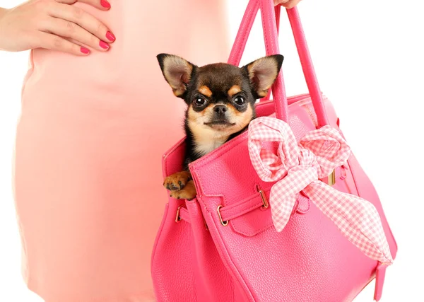 Mulher carregando filhote de cachorro chihuahua bonito em saco rosa, close-up — Fotografia de Stock