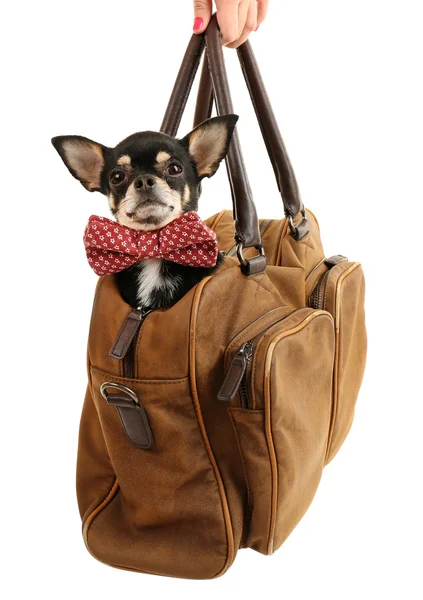 Cute chihuahua puppy sitting in brown bag isolated on white — Stock Photo, Image