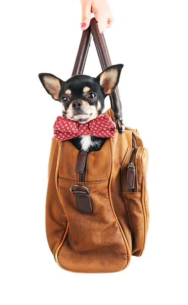 Chiot chihuahua mignon assis dans un sac brun isolé sur blanc — Photo