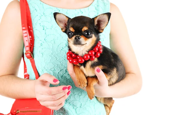 Frau mit roter Tasche hält niedlichen Chihuahua-Welpen isoliert auf weiß — Stockfoto