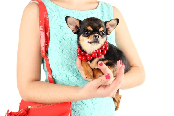 Frau mit roter Tasche hält niedlichen Chihuahua-Welpen isoliert auf weiß — Stockfoto