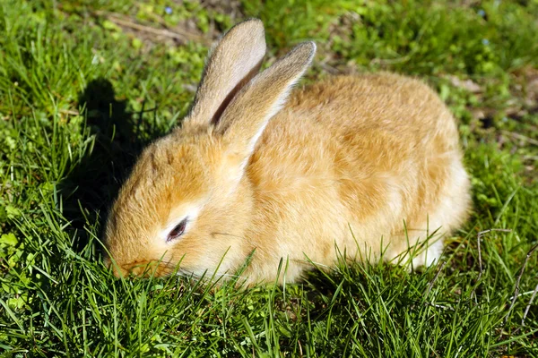 Conejo sobre hierba verde —  Fotos de Stock