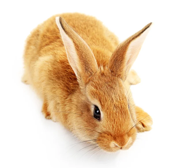 Schattig bruin konijn — Stockfoto