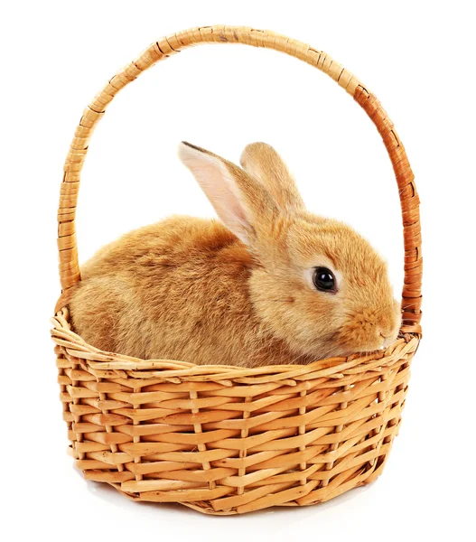 Cute brown rabbit in wicker basket — Stock Photo, Image