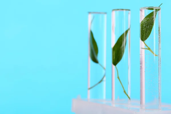 Green leaves in test tubes — Stock Photo, Image