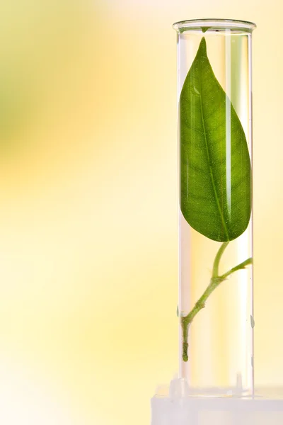 Green leaf in test tube — Stock Photo, Image