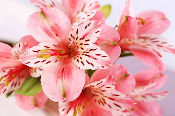 Lindas flores de cor primavera, close-up — Fotografia de Stock