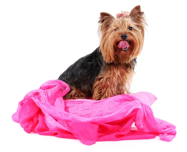 Cute Yorkshire terrier dog — Stock Photo, Image