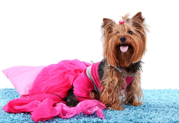 Carino yorkshire terrier cane — Foto Stock