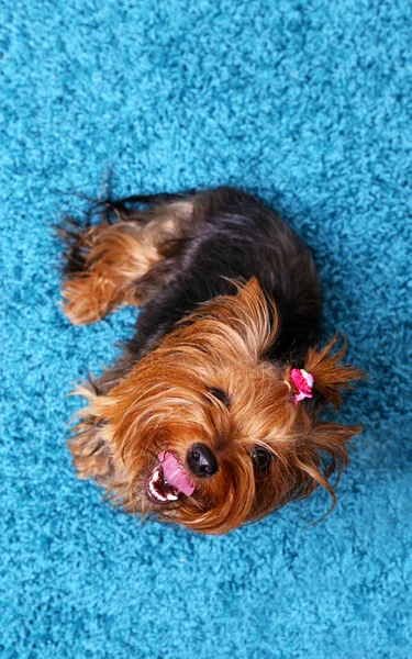 Bonito yorkshire terrier cão — Fotografia de Stock