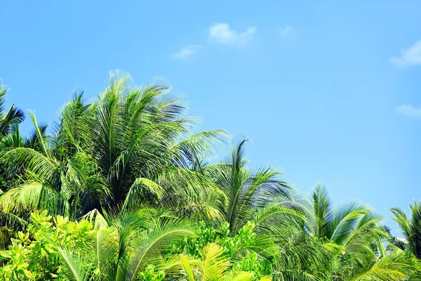 Hojas de palma y cielo azul en isla en resort — Foto de Stock