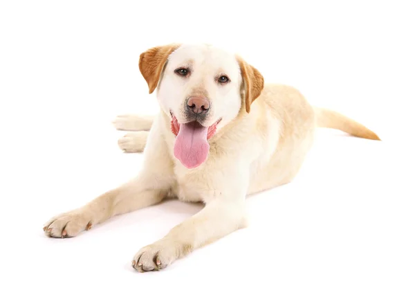 Ładny pies izolowany na białym tle — Zdjęcie stockowe