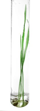 Cam test tüpleri filizlenmiş taneler