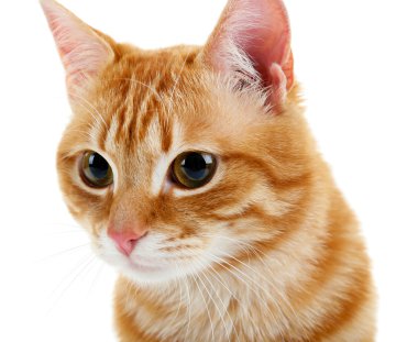 Kırmızı kedi üzerinde beyaz izole portresi