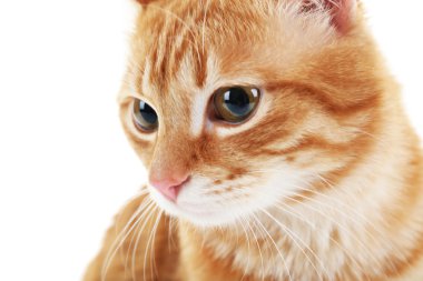 Kırmızı kedi üzerinde beyaz izole portresi