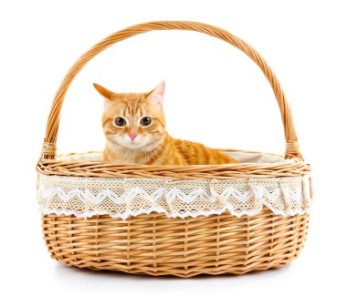 Hasır sepet beyaz izole kırmızı kedi