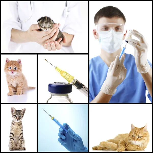 Vacunación y tratamiento de animales, collage — Foto de Stock